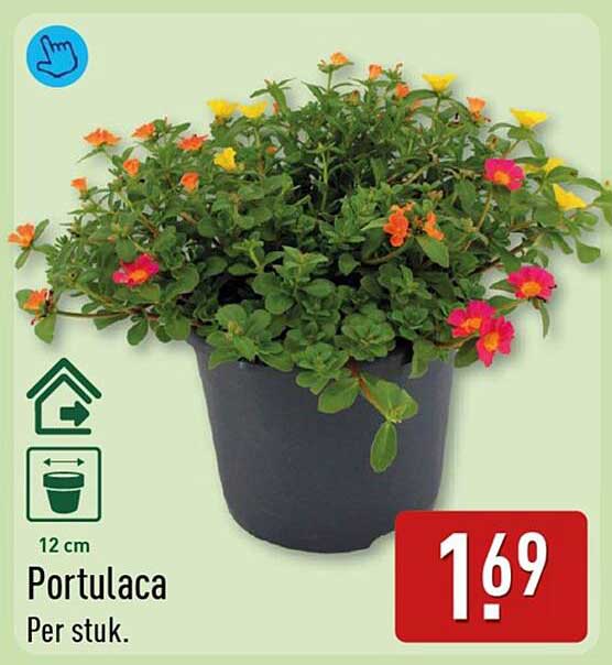 Portulaca