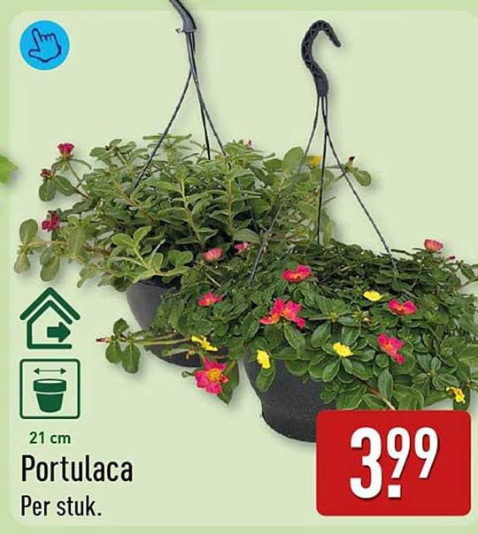 Portulaca Per stuk.