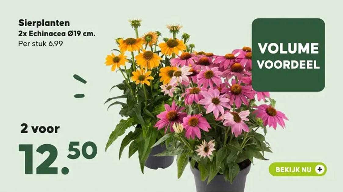 Sierplanten 2x Echinacea Ø19 cm. Volume voordeel