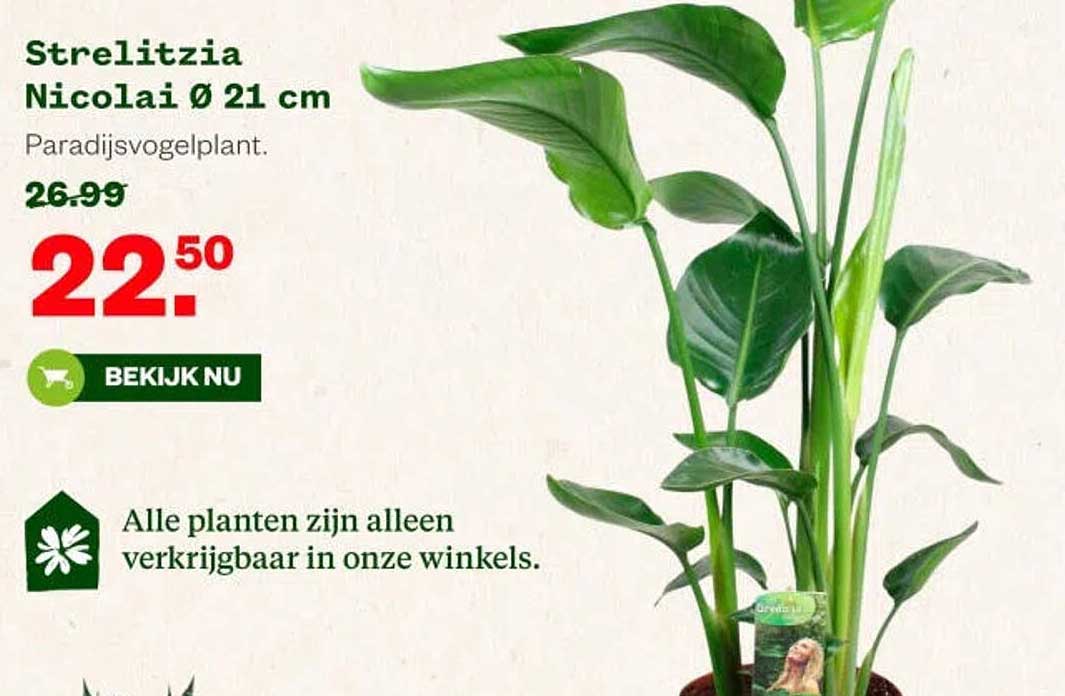 Strelitzia Nicolai Ø 21 cm