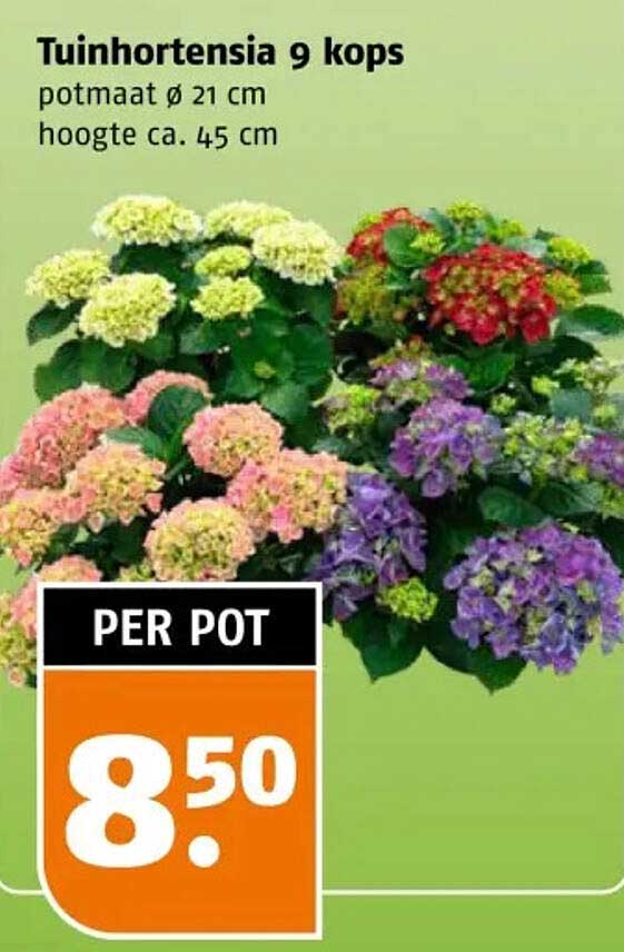 Tuinhortensia 9 kops