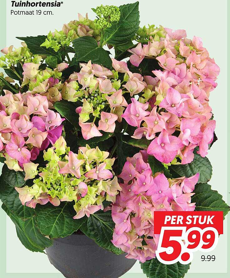 Tuinhortensia* Potmaat 19 cm. PER STUK