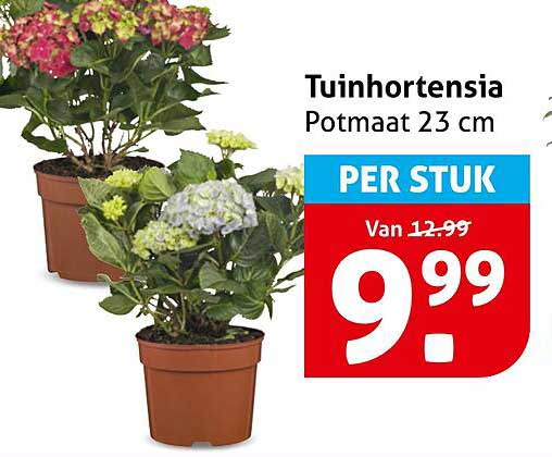 Tuinhortensia Potmaat 23 cm PER STUK