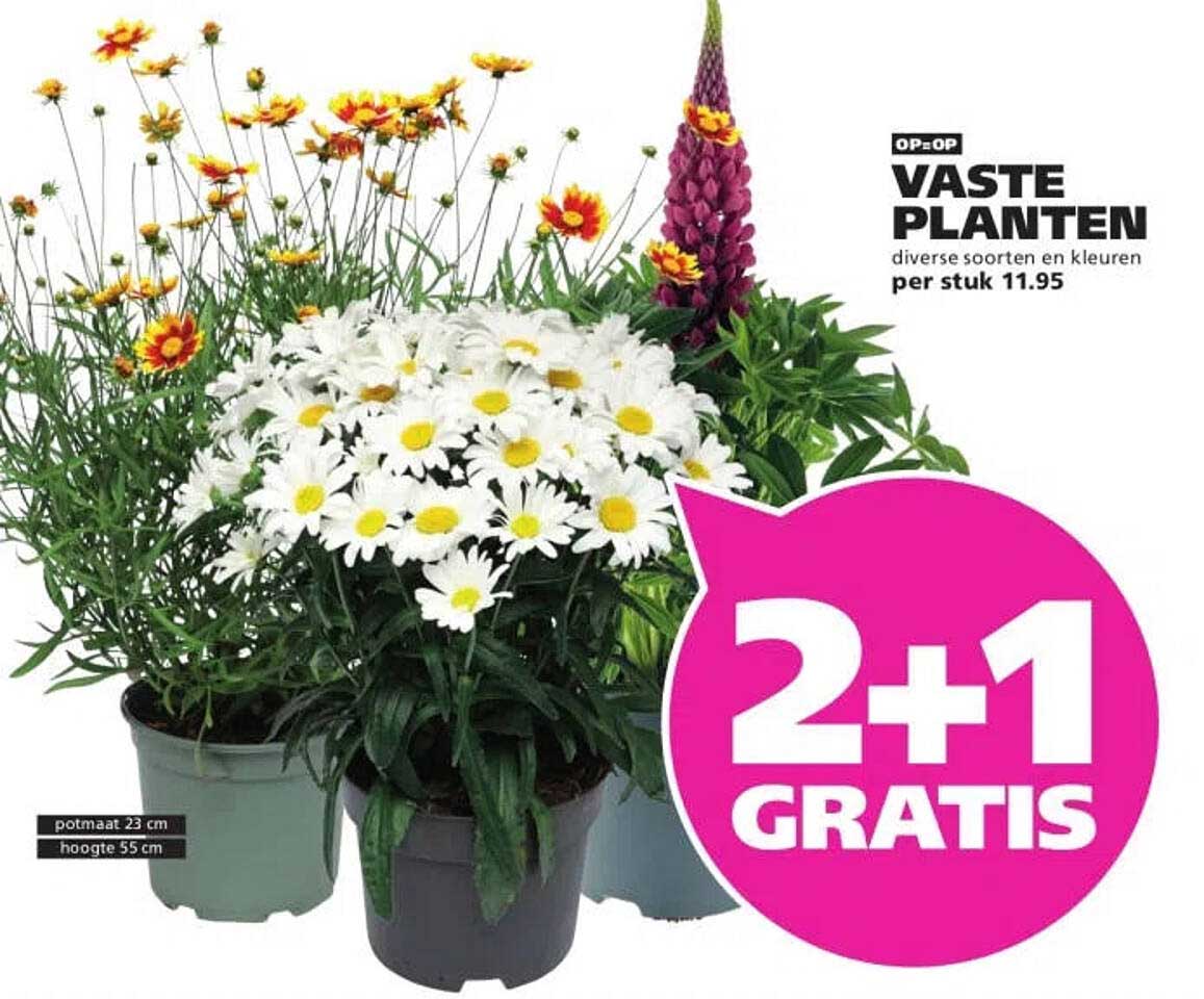 VASTE PLANTEN diverse soorten en kleuren per stuk 11.95 2+1 GRATIS