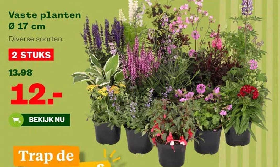 Vaste planten Ø 17 cm Diverse soorten. 2 STUKS