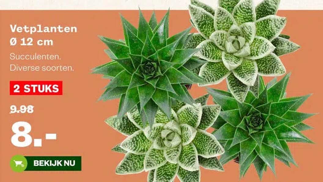 Vetplanten Ø 12 cm Succulenten. Diverse soorten. 2 STUKS