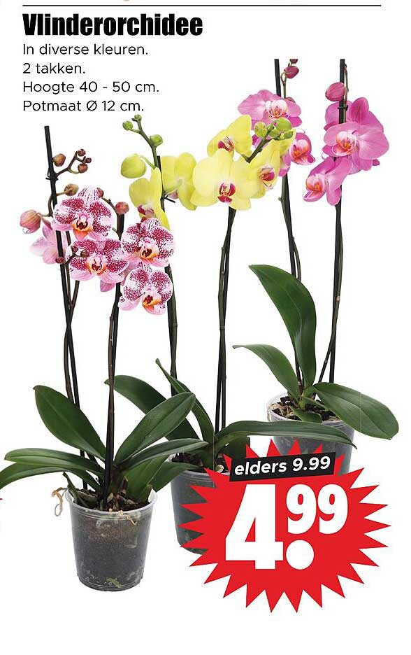 Vlinderorchidee