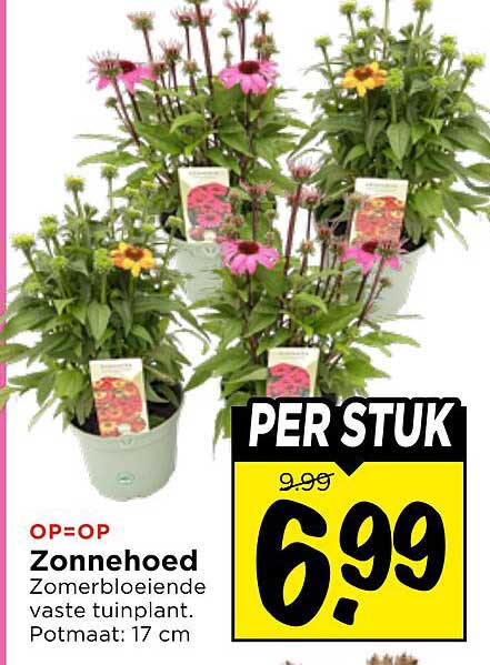 Zonnehoed Zomerbloeiende vaste tuinplant. Potmaat: 17 cm PER STUK