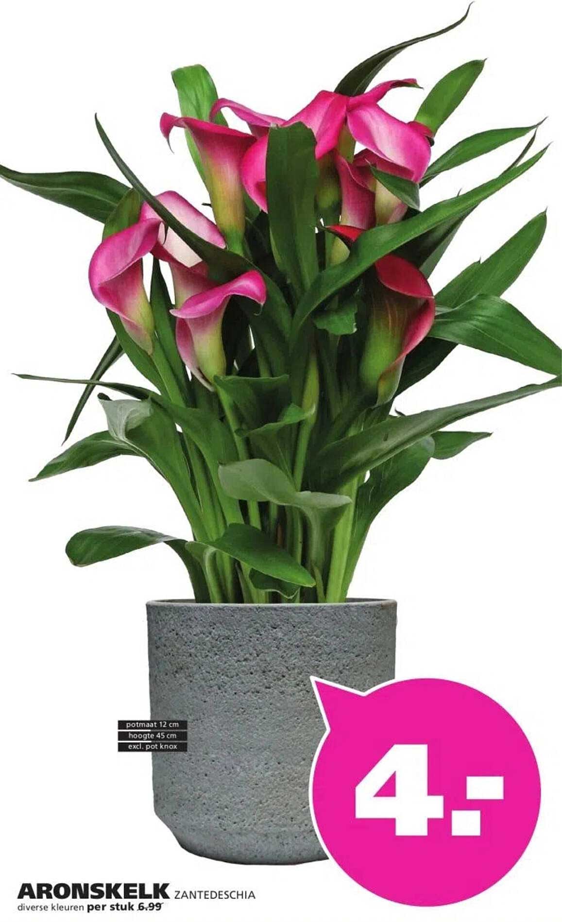 ARONSKELK ZANTEDESCHIA diverse kleuren per stuk 6.99