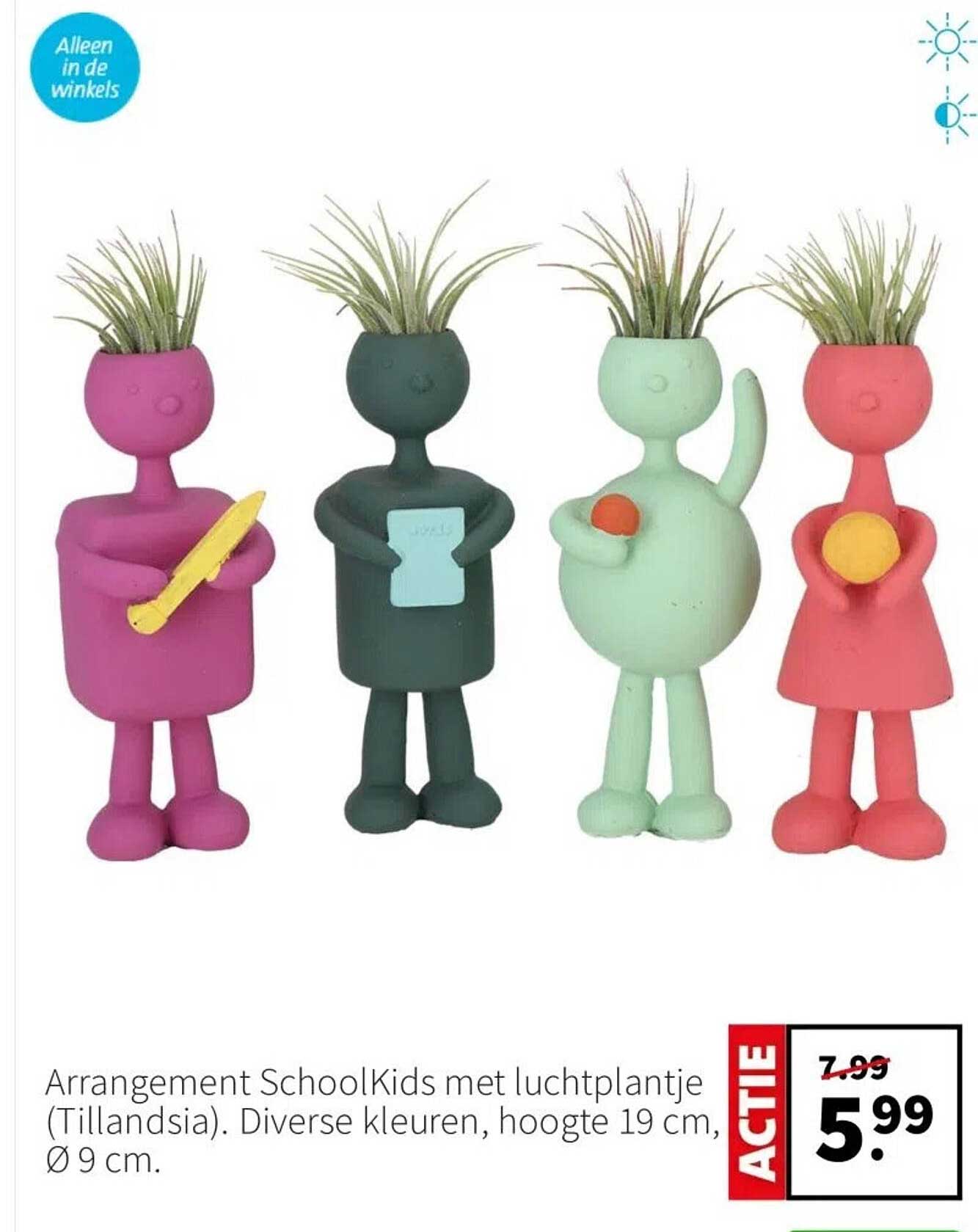 Arrangement SchoolKids met luchtplantje (Tillandsia)
