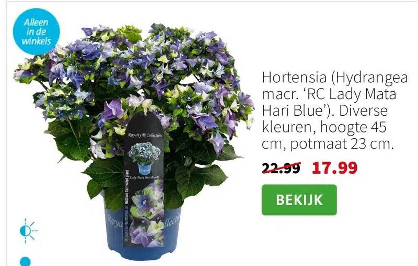 Hortensia (Hydrangea macr. ‘RC Lady Mata Hari Blue’)