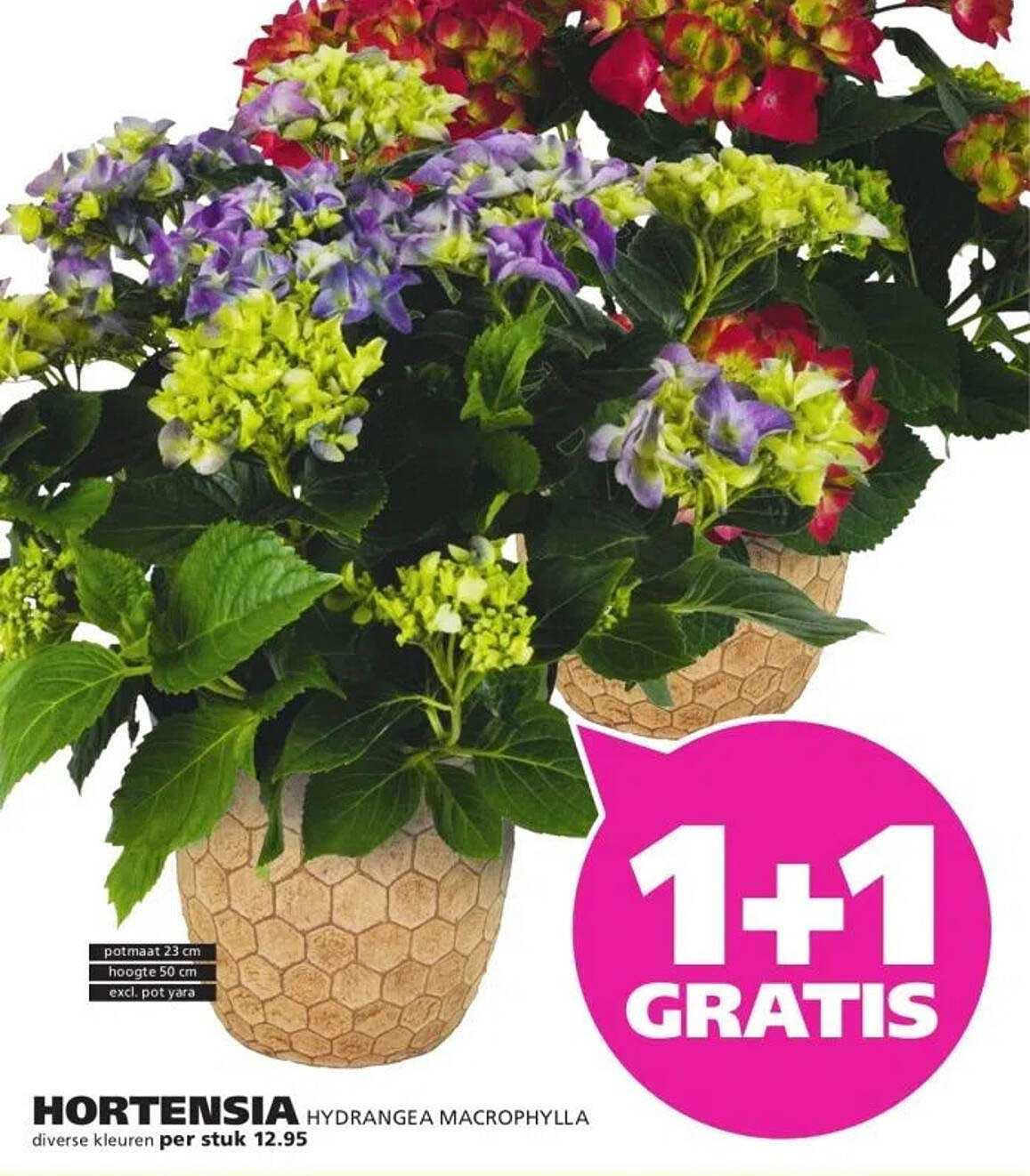 HORTENSIA HYDRANGEA MACROPHYLLA diverse kleuren per stuk 12.95