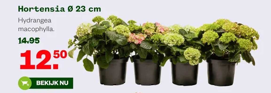 Hortensia Ø 23 cm