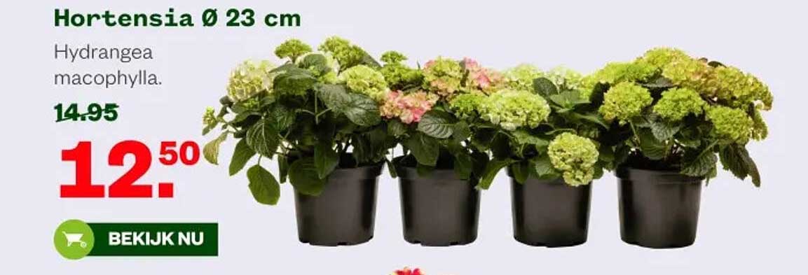Hortensia Ø 23 cm