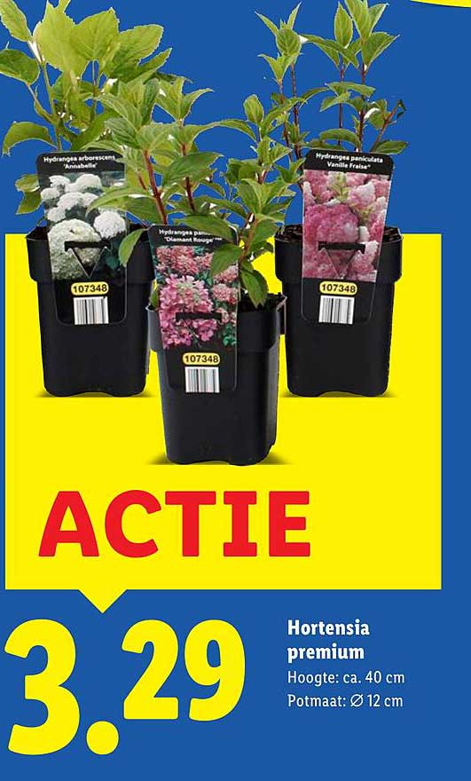 Hortensia premium