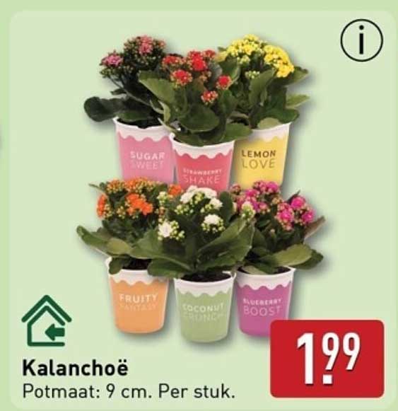 Kalanchoë