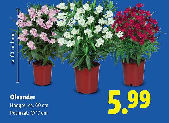 Oleander