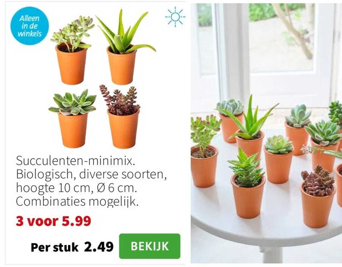 Succulenten-minimix. Biologisch, diverse soorten, hoogte 10 cm, Ø 6 cm. Combinaties mogelijk.