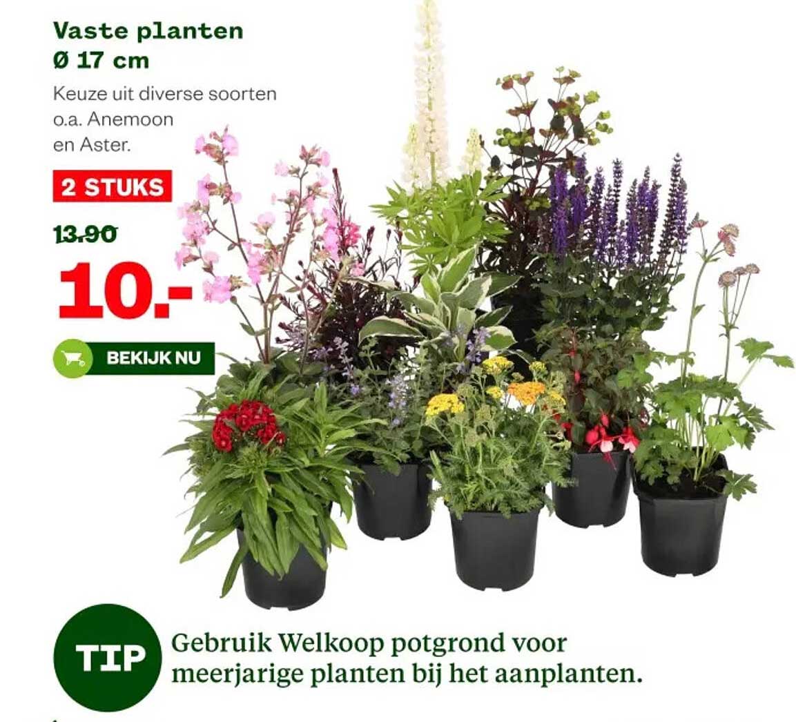 Vaste planten Ø 17 cm