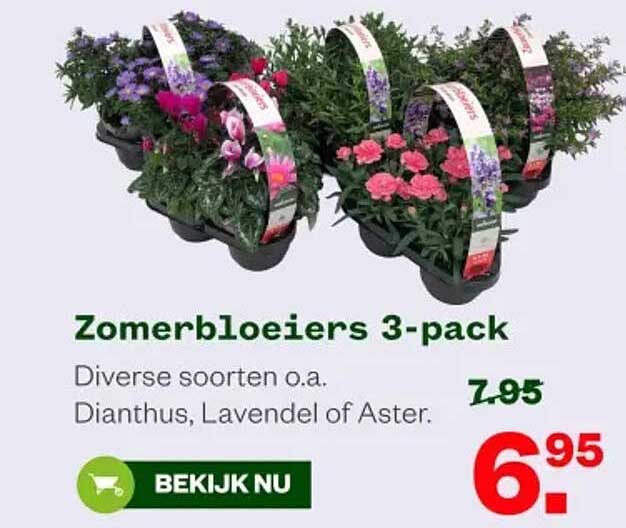 Zomerbloeiers 3-pack