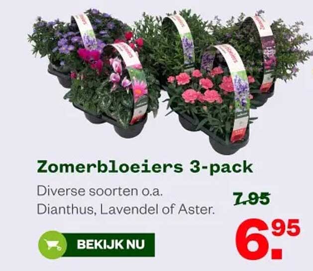 Zomerbloeiwers 3-pack