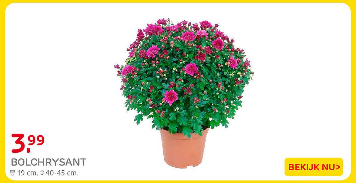 BOLCHRYSANT