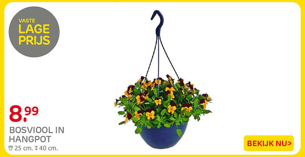 BOSVIOOL IN HANGPOT
