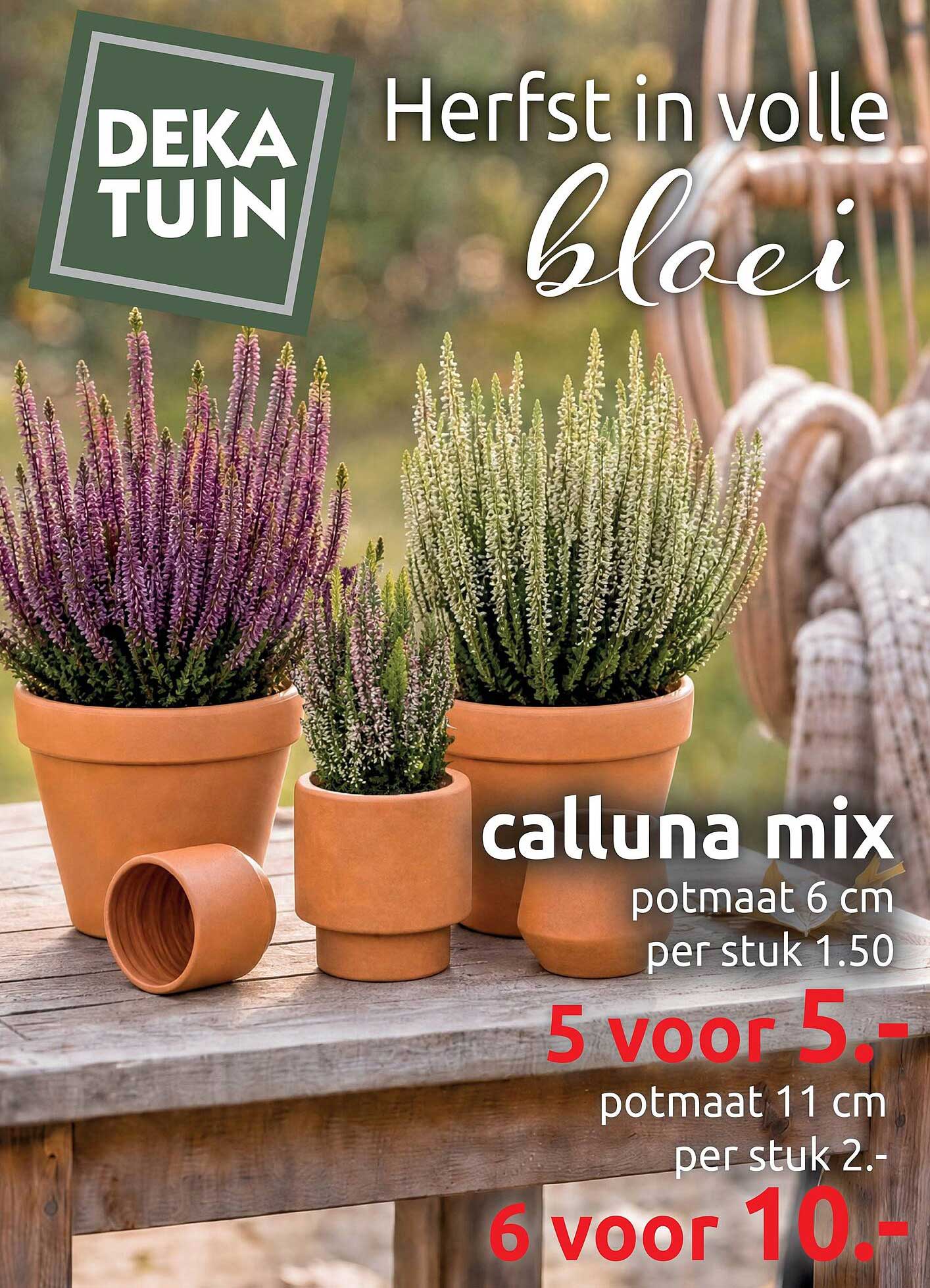 calluna mix potmaat 6 cm per stuk 1.50 5 voor 5.- potmaat 11 cm per stuk 2.- 6 voor 10.-