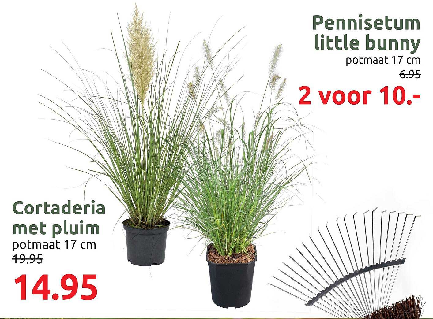 Cortaderia met pluim potmaat 17 cm