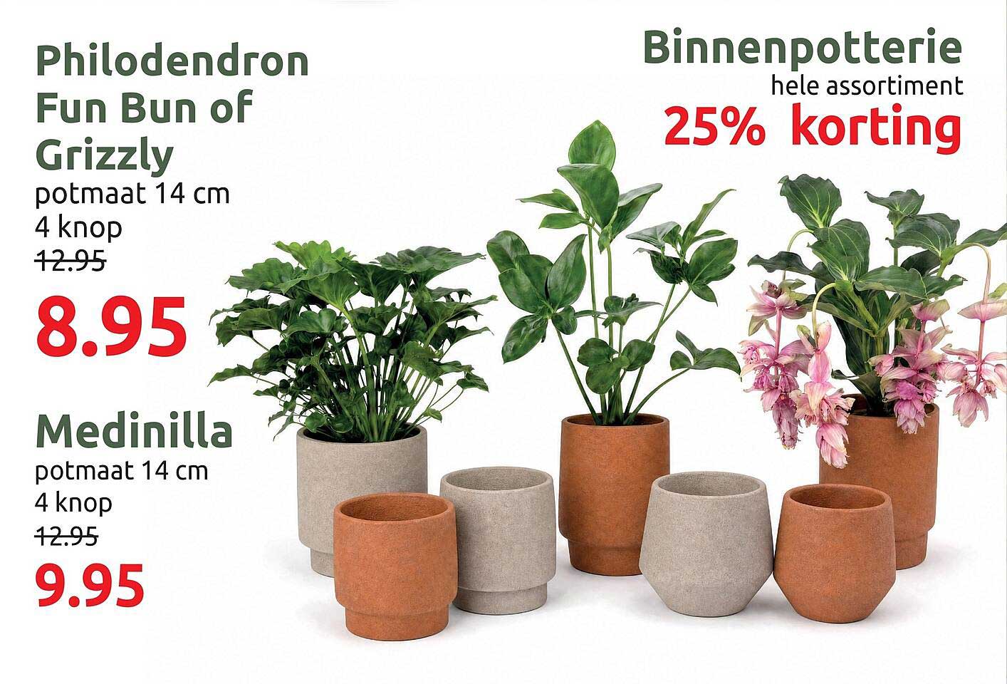 Philodendron Fun Bun of Grizzly potmaat 14 cm 4 knop