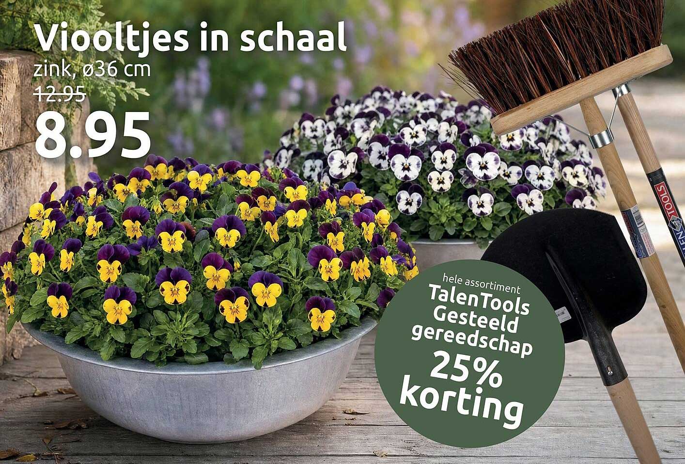 Violtjes in schaal, zink, ø36 cm