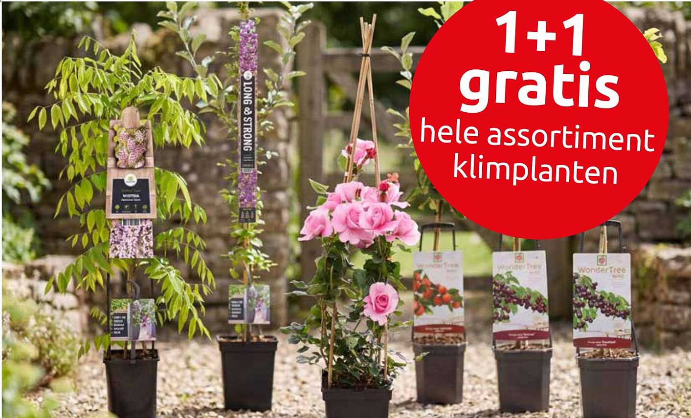 1+1 gratis hele assortiment klimplanten