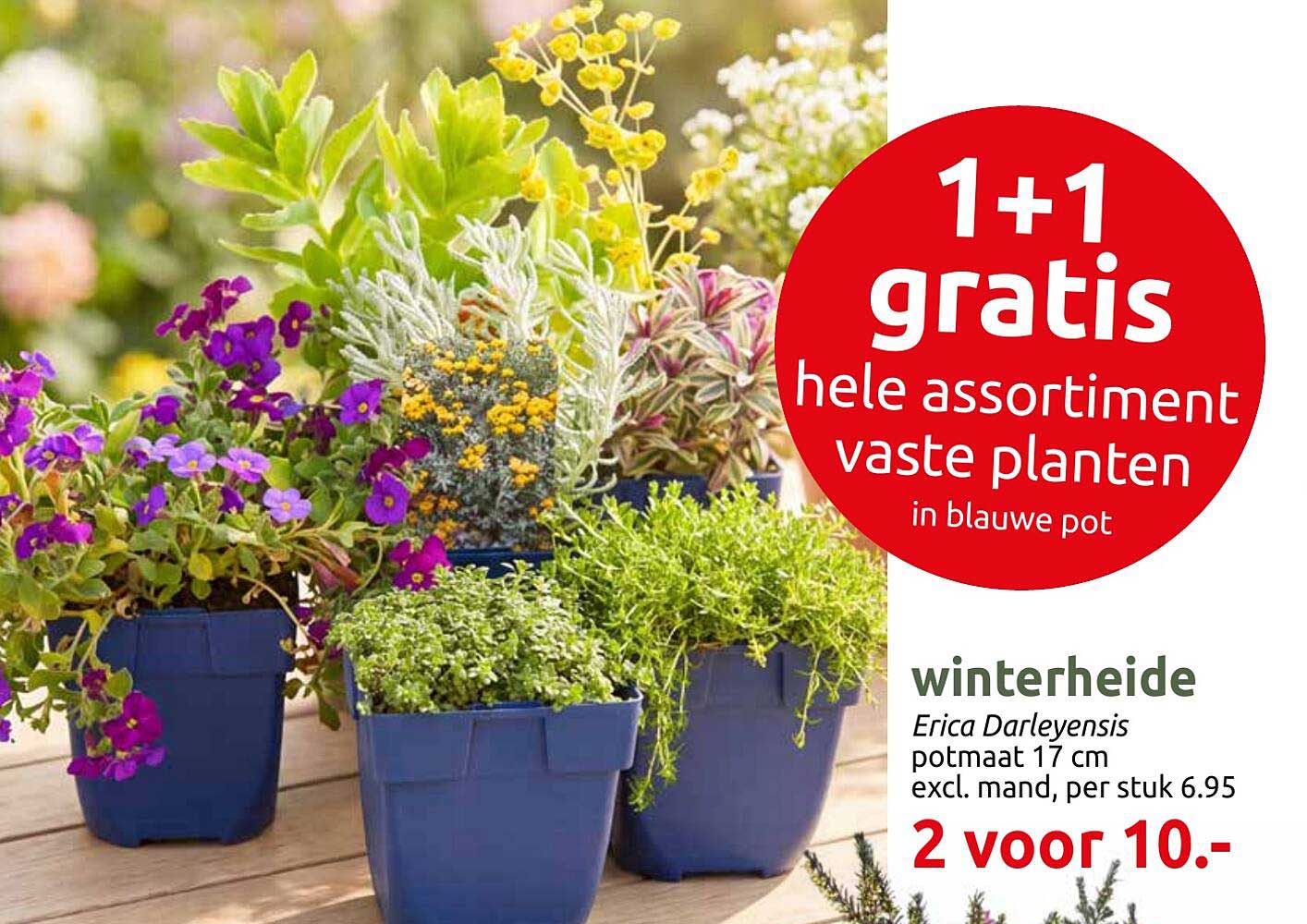 1+1 gratis hele assortiment vaste planten in blauwe pot
