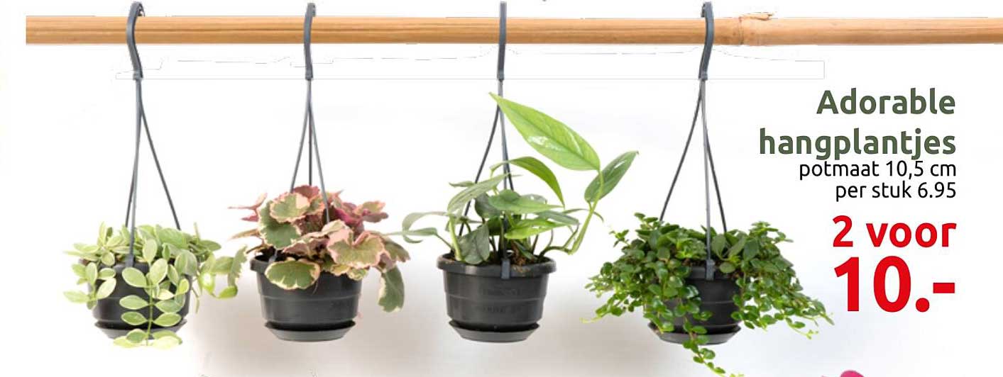 Adorable hangplantjes potmaat 10,5 cm per stuk 6.95 2 voor 10.-