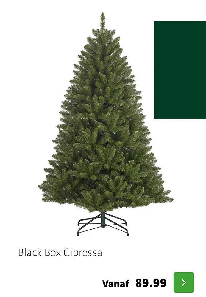 Black Box Cipressa