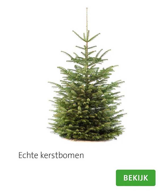Echte kerstbomen