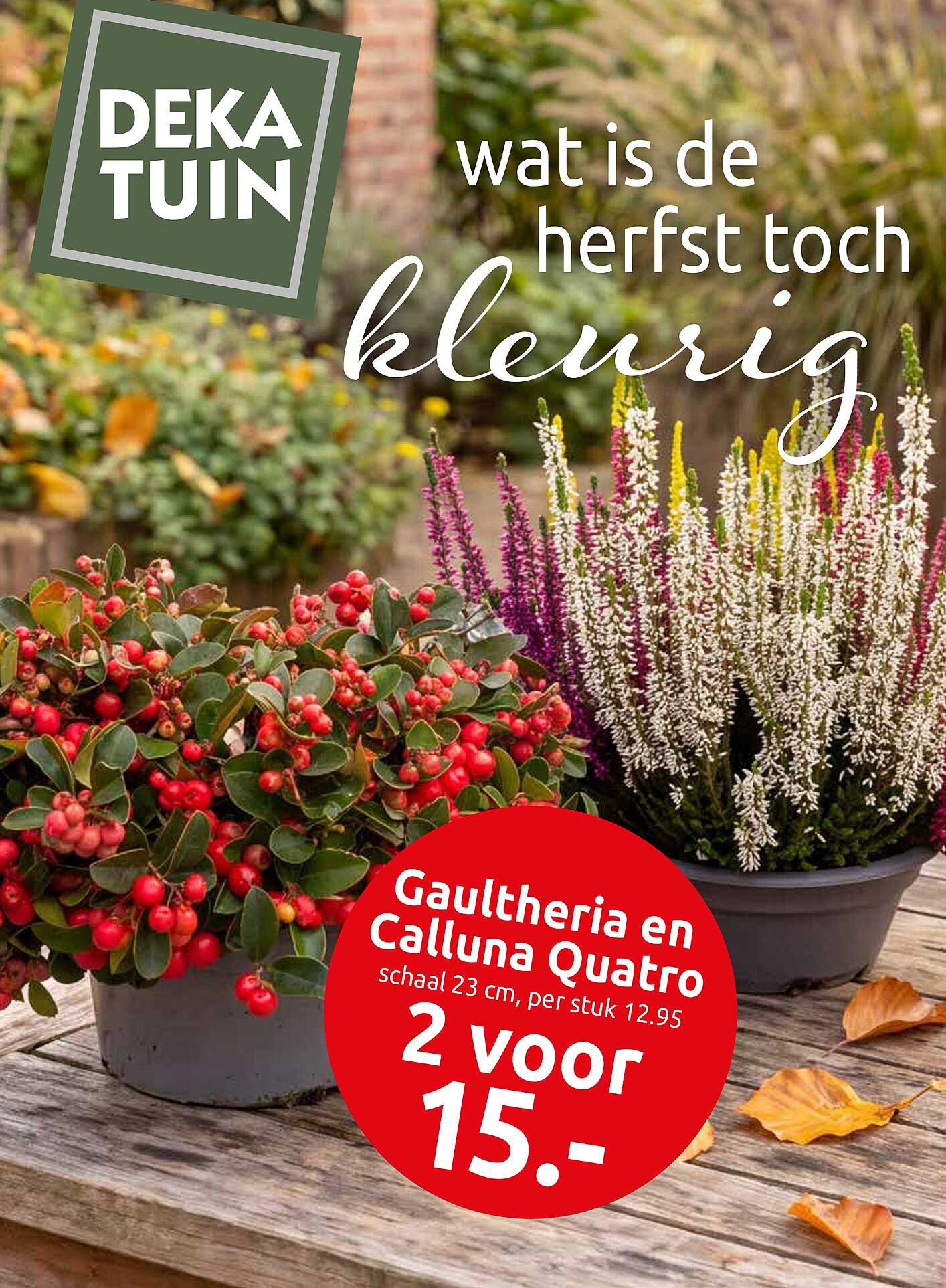 Gaultheria en Calluna Quatro schaal 23 cm, per stuk 12.95 2 voor 15.-