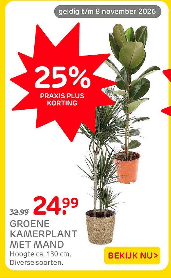 GROENE KAMERPLANT MET MAND 25% PRAXIS PLUS KORTING
