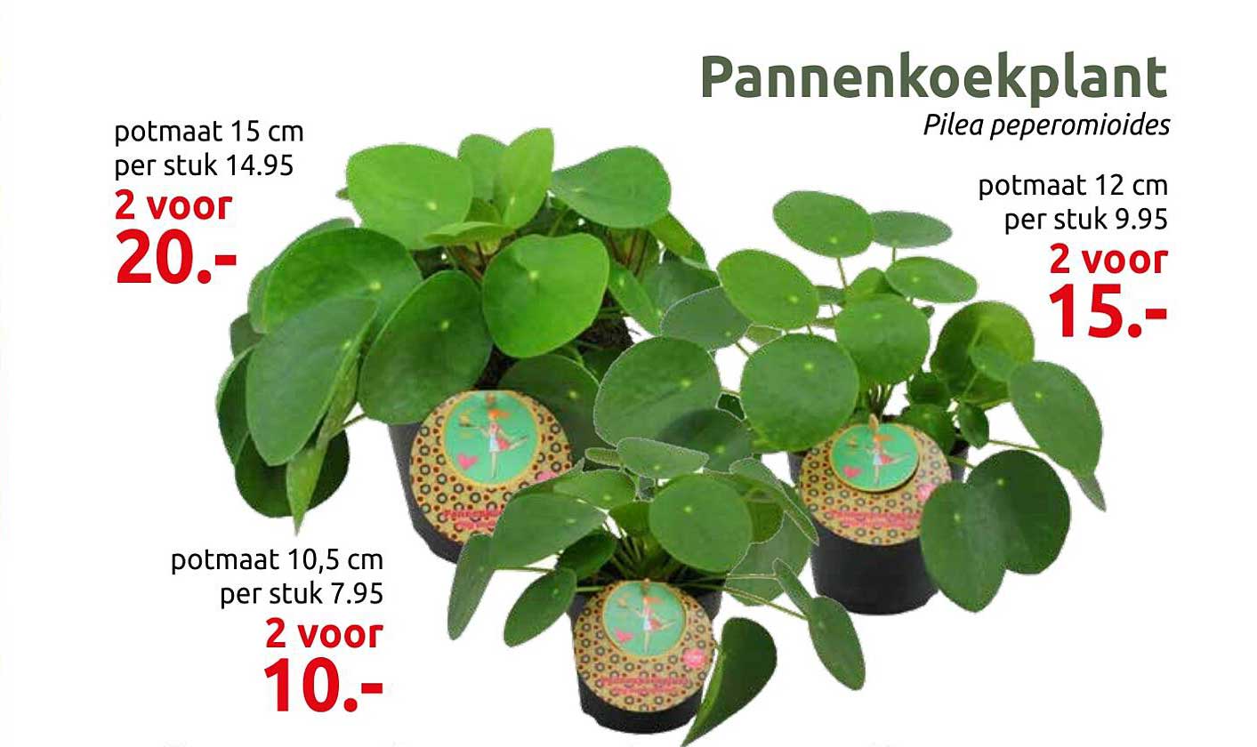 Pannenkoekplant