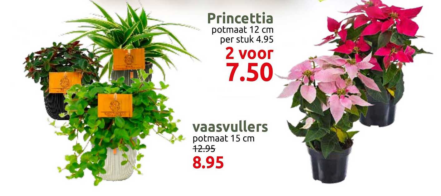 Poinsettia potmaat 12 cm 2 voor 7.50