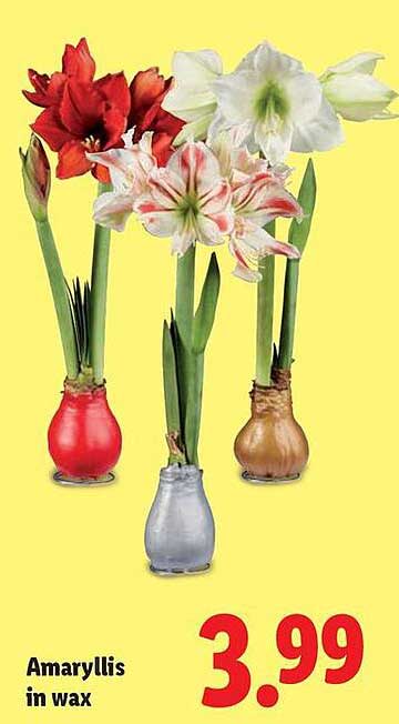 Amaryllis in wax