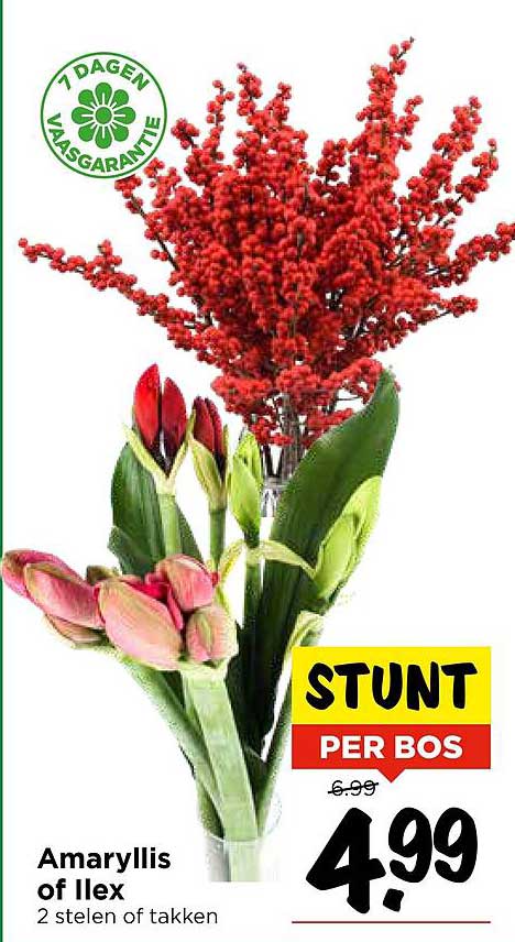 Amaryllis of Ilex 2 stelen of takken