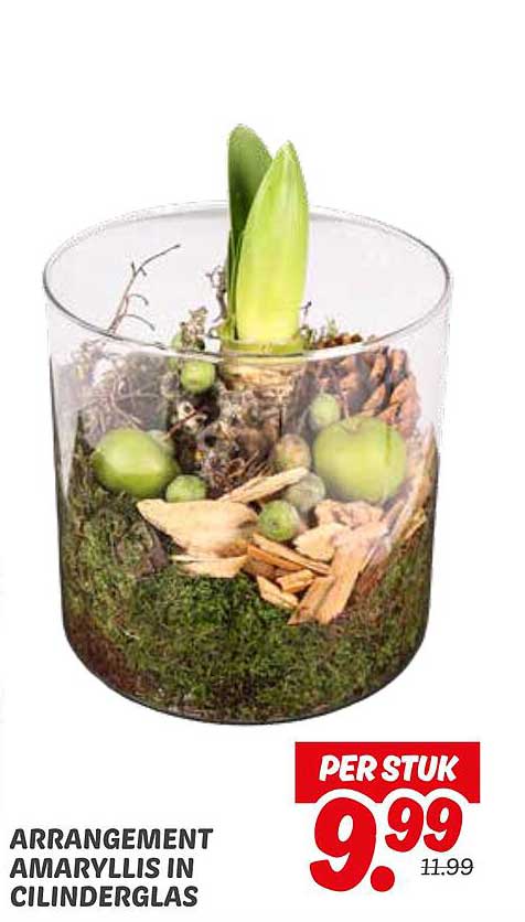 ARRANGEMENT AMARYLLIS IN CILINDERGLAS