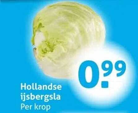 Hollandse ijsbergsla