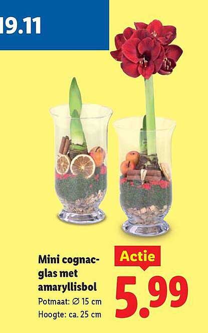 Mini cognacglas met amaryllisbol