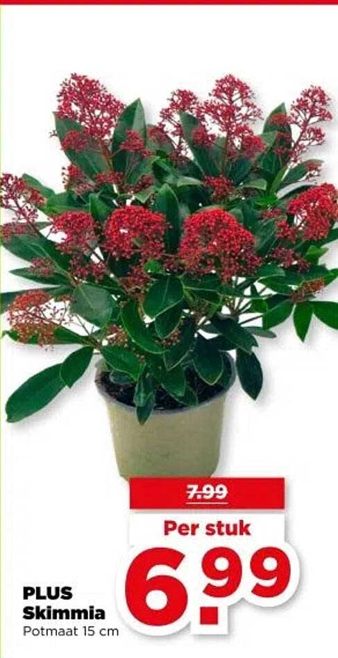 PLUS Skimmia Potmaat 15 cm