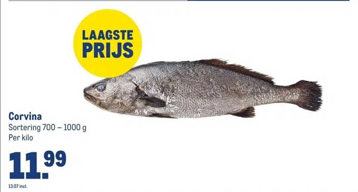 Corvina