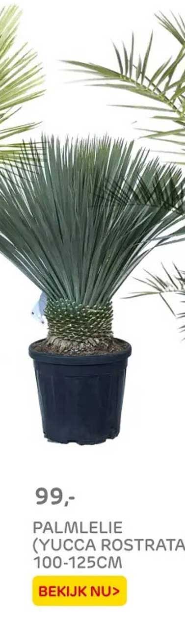 PALMLELIE (YUCCA ROSTRATA)
