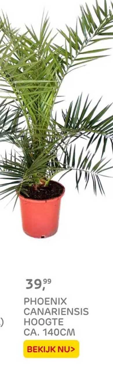 PHOENIX CANARIENSIS