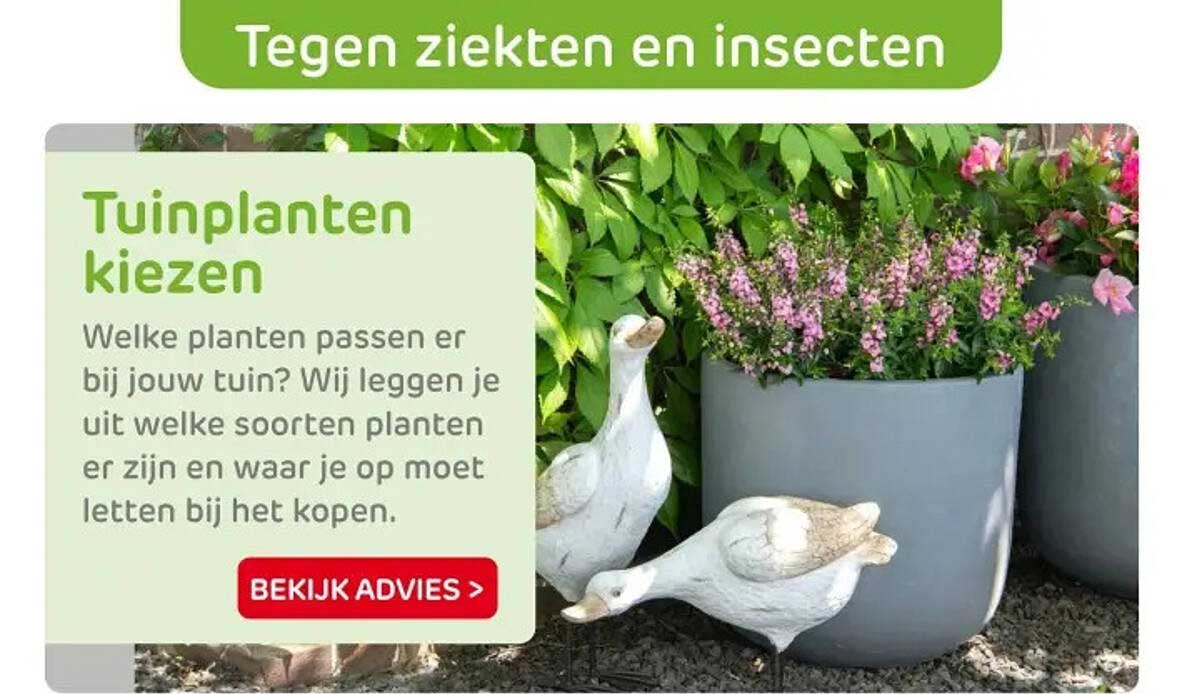 Tuinplanten kiezen